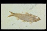 Fossil Fish (Knightia) - Green River Formation #122796-1